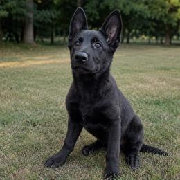 W7 Collar - Black female German Shepherd puppy in Casscoe, Arkansas from Crown H Shepherds