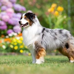 Dare - Miniature American Shepherd