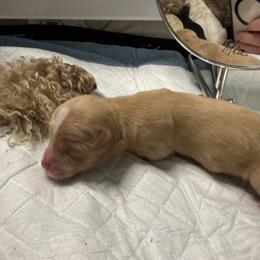 Apricot Sir - Apricot male Maltipoo puppy in Weatherford, Texas from Aprishew Maltipoo