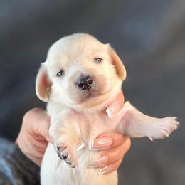 Honey - Cream female Dachshund puppy in Tucson, Arizona from Crowned Doxies