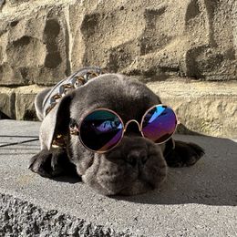 French Bulldog Puppies from French Connection Frenchies