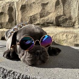 French Bulldog Puppies from French Connection Frenchies