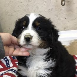 Australian Shepherds from Lakes Australian Shepherds