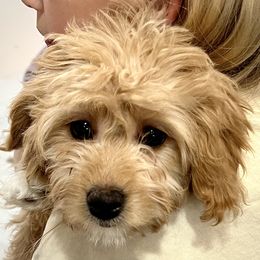 Cavapoo Puppies from PuppybuddyUSA