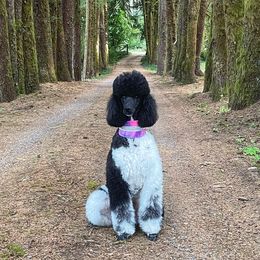 Poodles from Mistel Standard Poodles