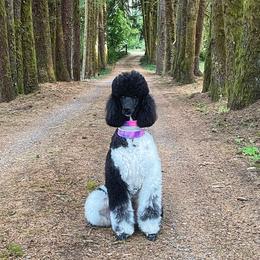 Poodles from Mistel Standard Poodles
