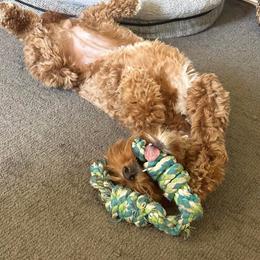 Bernedoodle and Goldendoodle Puppies from Hello Doodle Ranch