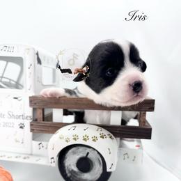 Iris - Black and white female Cardigan Welsh Corgi puppy in Casper, Wyoming from Flying Note Shorties