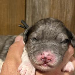 Boy 1 - male Bernedoodle puppy in Coopersburg, Pennsylvania from Deutsch Hund Haus