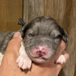Boy 1 - male Bernedoodle puppy in Coopersburg, Pennsylvania from Deutsch Hund Haus