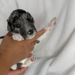 Spruce - Parti male Poodle puppy in Longview, Washington from Evergreen Miniature Poodles