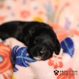 Princeton - Black male Cockapoo puppy in Canastota, New York from Silver City Cockapoos