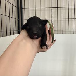 Sarabi - Green Band Girl - Black female Poodle puppy in Plainfield, New Jersey from Caris Paws Poodles and Labradoodles