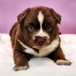 Anastasia - Red tri female Miniature Australian Shepherd puppy in Mc Alester, Oklahoma from Angel's Aussies