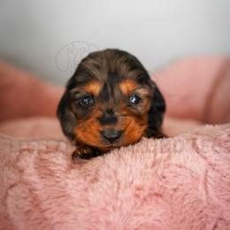 Sedona - Dapple female Dachshund puppy in Temecula, California from Naomi Magee's Dachshund Kennel