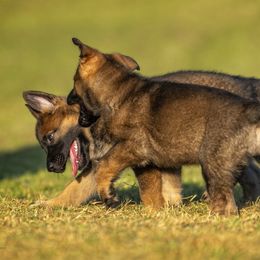 German Shepherd Puppies from Sommerfeld German Shepherds
