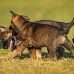 German Shepherd Puppies from Sommerfeld German Shepherds