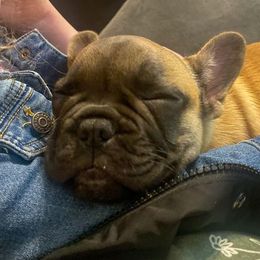 French Bulldog Puppies from Bailey French Bulldogs