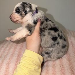 Blossom - Blue merle female Australian Shepherd puppy in Anniston, Alabama from All Hale Aussies