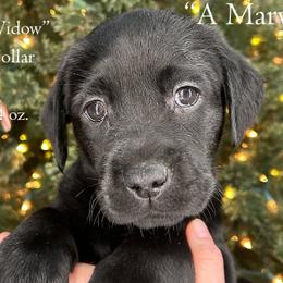 Black Widow - Red Collar, Black Female - 3,500 - Black female Labrador Retriever puppy in Eaton Rapids, Michigan from Higher Ground Labradors