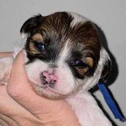 Blue - Black gold and white male Shihpoo puppy in Vernon, Texas from Sugarland's Texas Goldendoodles