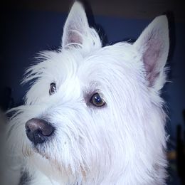 Theodore  - West Highland White Terrier
