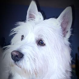 Theodore  - West Highland White Terrier