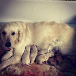 Golden Retriever Puppies from Halcyon Kennels