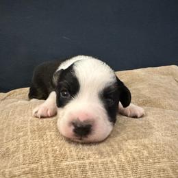 Stripe - Black tri-color male Australian Shepherd puppy in Monroe, North Carolina from Meekey Family Aussies