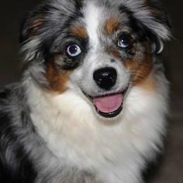 Miniature Australian Shepherd and Toy Australian Shepherd All Grown Up from Ashby Lou Aussies
