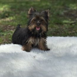 Tobby 3.8 pounds - Gold male Yorkshire Terrier puppy in Naples, Florida from Puppies Forever 💙❤️🐶