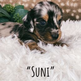 Dachshund Puppies from Brandenburg Beenies