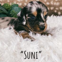 Dachshund Puppies from Brandenburg Beenies