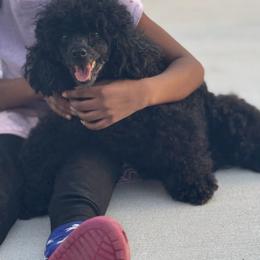 Luna - Poodle