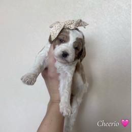 Cheerio - Parti female Goldendoodle puppy in Crothersville, Indiana from Wischmeier’s Doodles