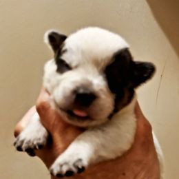 Three quarter mask - Blue speckled female Australian Cattle Dog puppy in Lenoir, North Carolina from Blue Coyote Ranch