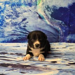 Mimas - Black and white female Border Collie puppy in Avilla, Indiana from Borderline Kennels