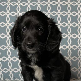 Cockapoo, Goldendoodle, and Poodle Puppies from Mason Farmhouse Poodles, Doodles & Poos (Breeding & Stud Services)