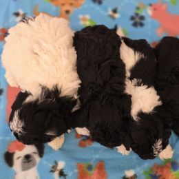 Boy 1 - Black male Cockapoo puppy in Calhoun, Georgia from Emerald J Doodles
