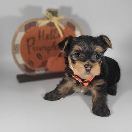 Orange collar girl - Black and tan female Yorkshire Terrier puppy in Jacksonville, Florida from Yorkieology