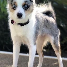 Pomskies from L&LPomskyPuppies