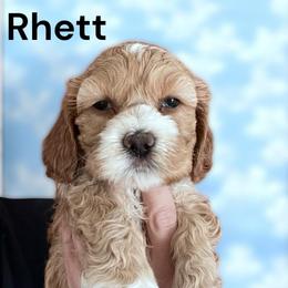 Rhett - Red and white male Cockapoo puppy in Connersville, Indiana from MoonShine Babies