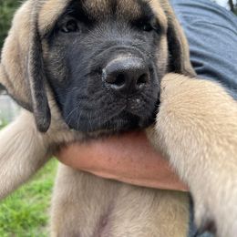 Green - Fawn male Mastiff puppy in Southampton, New Jersey from Showstoppers Mastiffs
