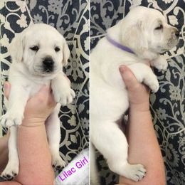 Girl 2 - Labrador Retriever puppy in Texas from Lady D Labradors