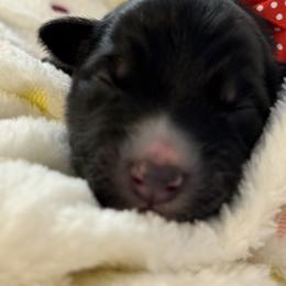 Australian Shepherd Puppies from Colorful Dreamers Australian Shepherds