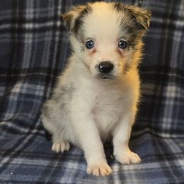 Egg - Blue merle male Border Collie puppy in East Brady, Pennsylvania from Riverwood