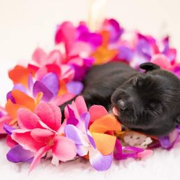 Australian Shepherd Puppies from Splash 'N Dash Aussies