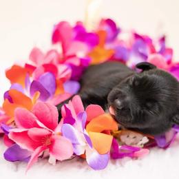 Australian Shepherd Puppies from Splash 'N Dash Aussies