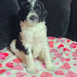 Dottie - Aussiedoodle puppy in Suisun City, California from Spandoodles