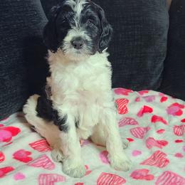 Dottie - Aussiedoodle puppy in Suisun City, California from Spandoodles